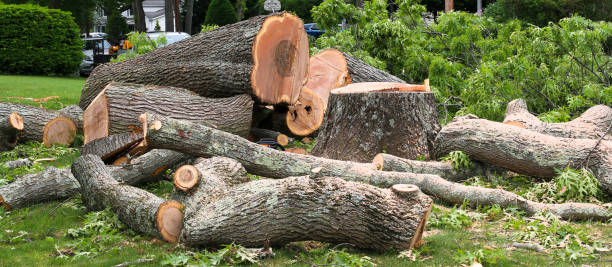 Best Arborist Consultation Services  in Minnehaha, WA