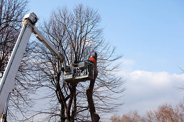 Best Firewood Processing and Delivery  in Minnehaha, WA